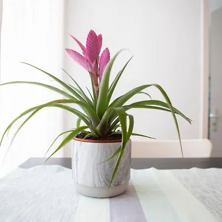 Casa Del Sole アパート